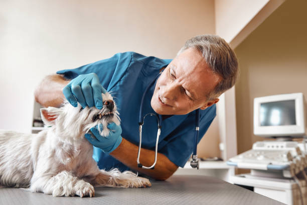  Shadow Lake, WA Emergency Dentist Pros
